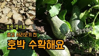 텃밭농사 부드럽고 맛있는 벌꿀장호박을 많이 수확했고 춥고 서리가 오기전 호박 수확하시고 호박 오랫동안 말려먹…
