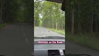 Monkeys on the Road