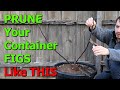 How to PRUNE Your CONTAINER Fig Trees