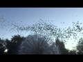 Салют из 3000 шаров на День города в Ноаосибирске 