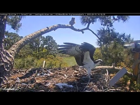 Savannah GHO Nest - Osprey couple stop-by
