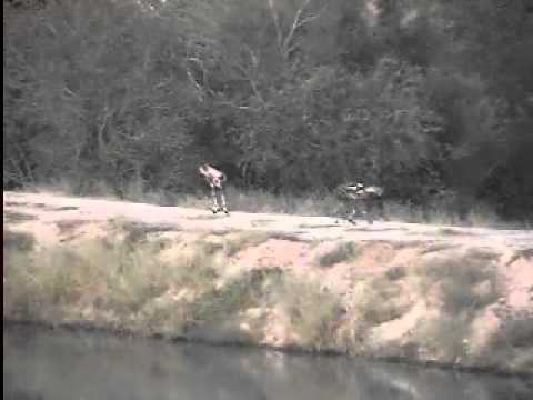 African Wild Dogs and Elephants - Djuma - April 6, 2014