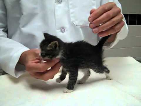 Signs of a Healthy Kitten by Doc Bryant.mp4
