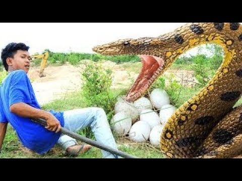 Terrifying! Brother Found Python Nest With Python Eggs How to catch python snake​​​ & Eggs