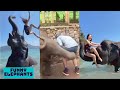 Best Funny Elephant Videos Compilation