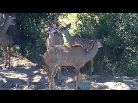 Djuma: Kudus - 10:50 - 04/30/20