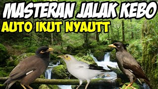 Download lagu masteran jalak kebo paling pedas suara jernih auto langsung nyaut #mkmkicaumania mp3 Download lagu masteran jalak kebo paling pedas suara jernih auto langsung nyaut #mkmkicaumania mp3