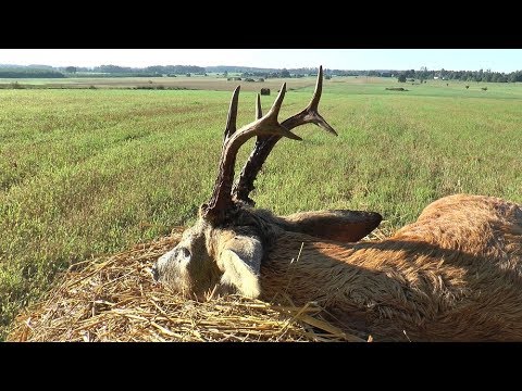 Faszinierende Bockjagd im "Traumrevier Ostpreußen"!