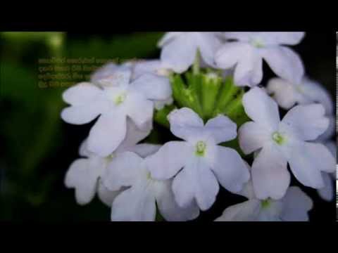 Kochchara Keruwath - කොච්චර කෙරුවත්