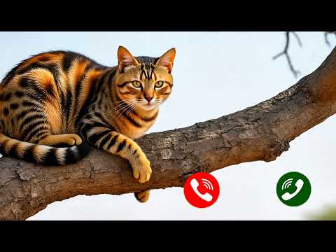 Ring tone calling  Akshara 📱 notification | CEO cati called zalam7b