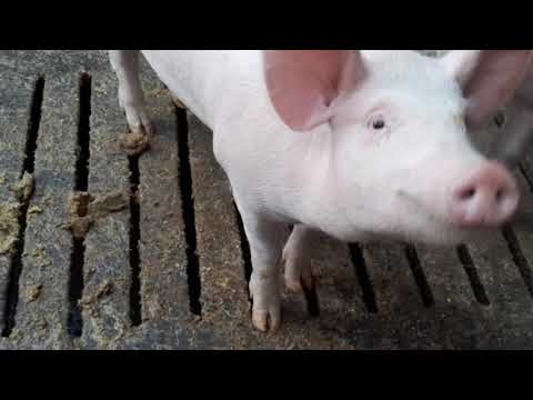 Tov bez koncentrata, ( 3.5 meseci)f1 landras+jorkšir