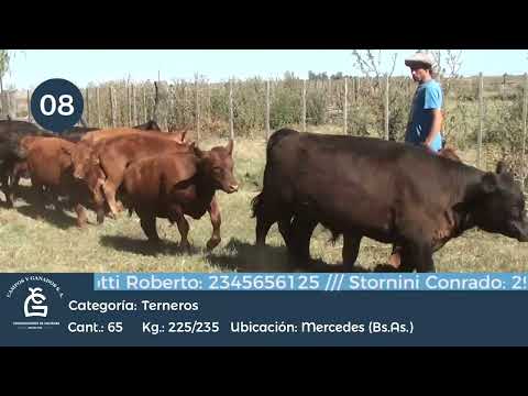 Lote Machos - Mercedes Bs As