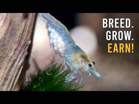 Shrimply Canadian and Mark Shelly Aquatics