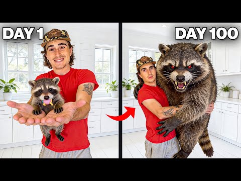 I Raised the Most Terrifying Raccoon Off the Web…