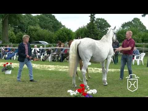 SE062 Stutfohlen von Casaltino - Acobat II - Cantus