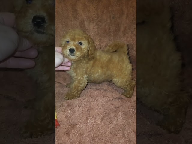 Toy Poodle puppy for sale