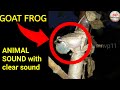 Animal Sounds Goat Frog New And Clear Sound 2018