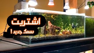 اشتريت سمك جديد 🐟 و اذاي تحمي السمك من صدمة النقل .