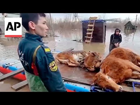 Floods takes toll on livestock in Kazakhstan as thousands of animals are killed