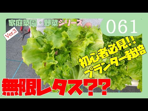 園芸 ファウルレタス、ワイルドレタス、ファウルレタス