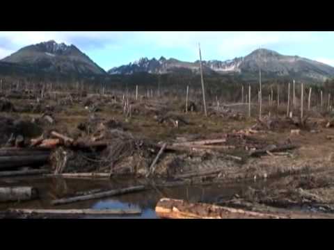 Albinoni/Giazotto - Adagio (violin and accordion)