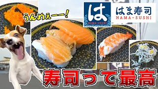 【回転寿司】はま寿司で久々にお寿司を堪能して来ました 【猫ミーム】