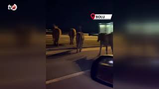 Bolu’da Yılkı Atları D 100’e İndi Orta Refüjde Otladılar