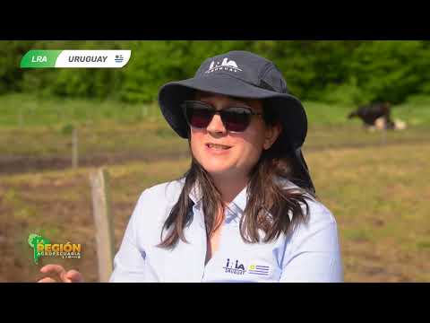 BARRO Y MASTITIS: ESTUDIO URUGUAYO REVELA EL IMPACTO DEL ESTRÉS EN VACAS LECHERAS