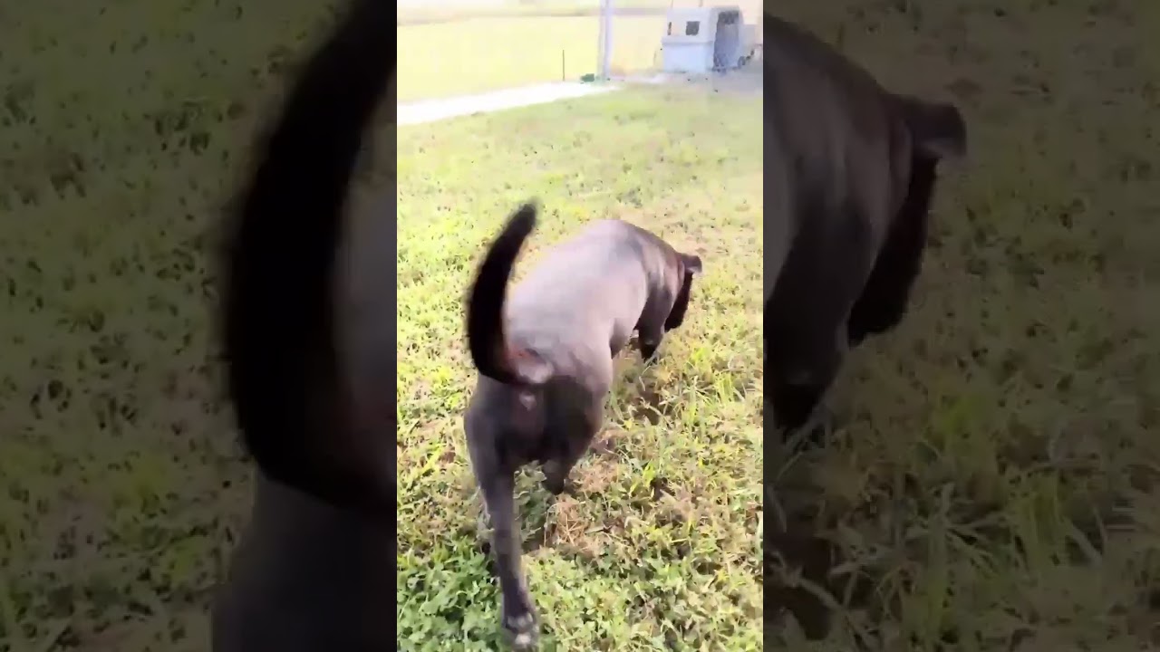 Enlarge Beau, a Adoptable mixed breed in Crescent City, FL video 5/5