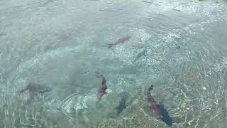 洞爺湖中島観光遊覧船桟橋でエサやり体験