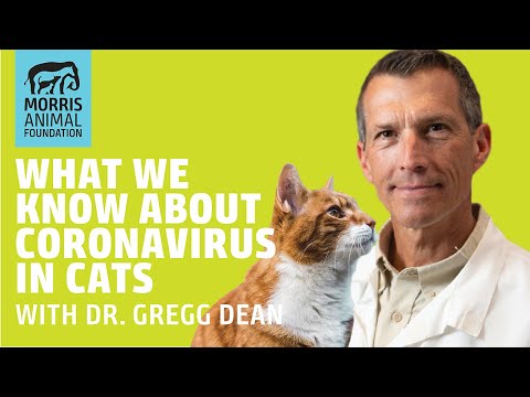 What we know about coronavirus in cats