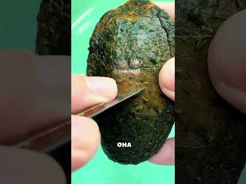 Хотел навсегда сохранить свою черепаху рядом 🐢😢