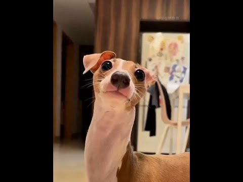 靈緹的起步速度竟然比一些跑車還要快 #動物科普 #動物解說 #靈緹