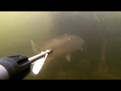 Фото подводная охота на дикого сазана. крупный сазан. сентябрь 2021 маныч, веселовское водохранилище