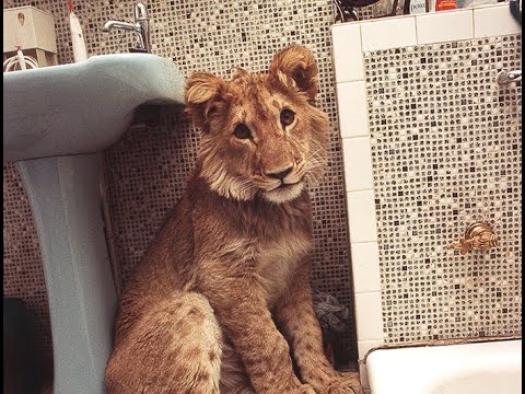 Funny animal videos - Christian the Lion