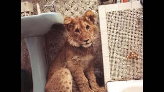 Christian the lion