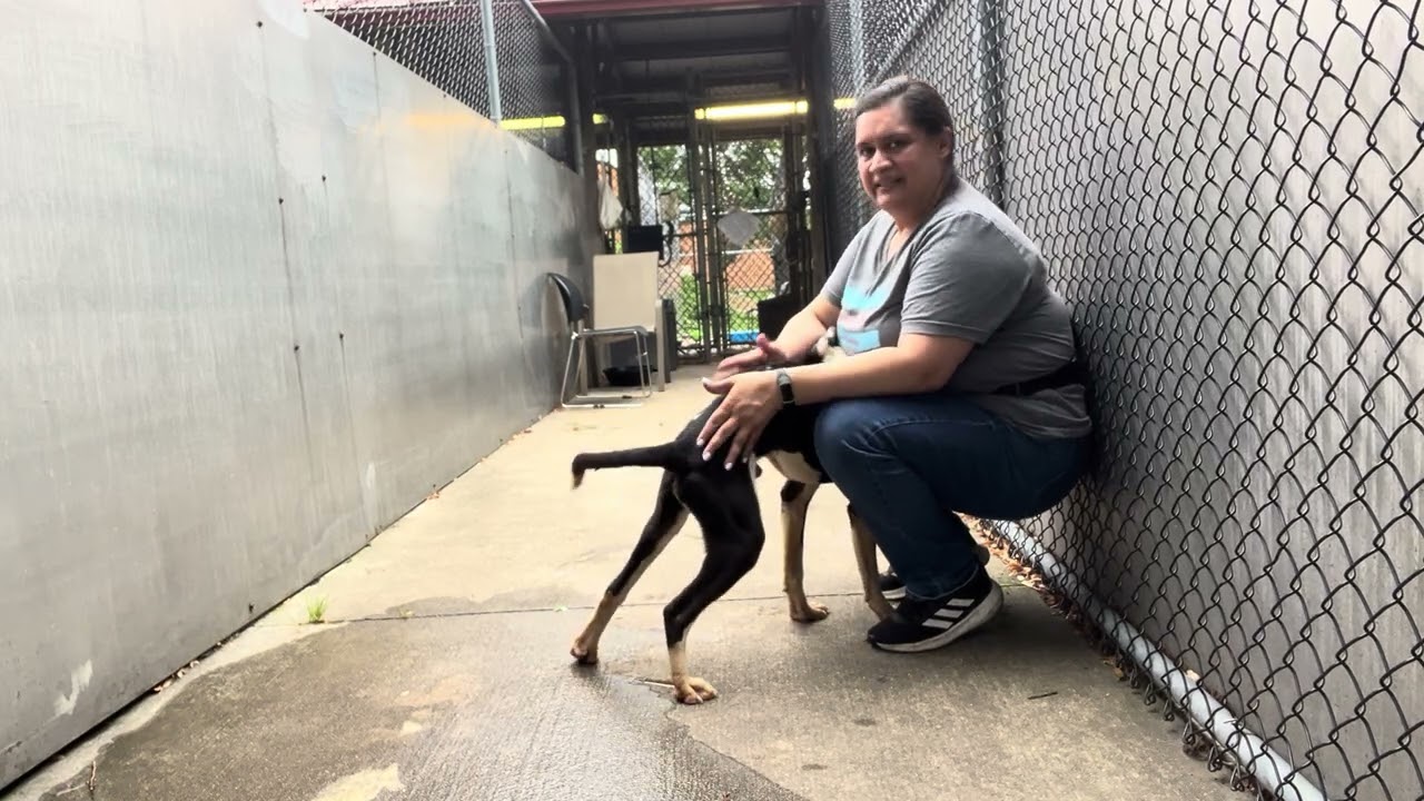 Enlarge Yoshi, a ADOPTABLE Pit Bull Terrier in Chicago, IL video 5/5
