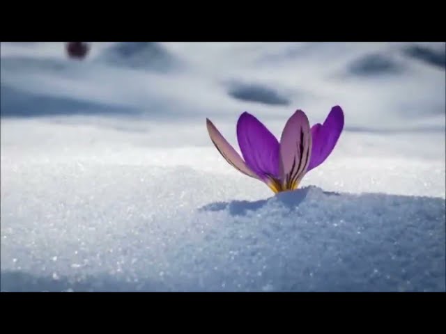 Vídeo relacionado con Regresa a ti: El libro del Amor