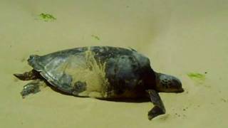 preview picture of video 'Sea Turtles at the North Shore of Oahu Hawaii'