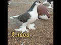 Kabutar For Sale In Raisen