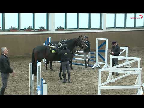 PF's Chardo, Fully Licensed Holsteiner Stallion. Sired by Charleston.