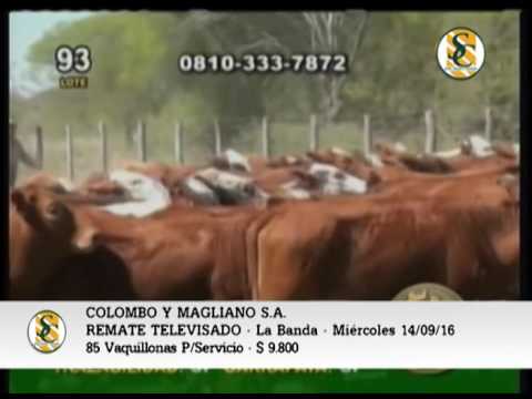 14-09-16 - Ventas Remate Televisado de Colombo y Magliano - La Banda, Santiago del Estero