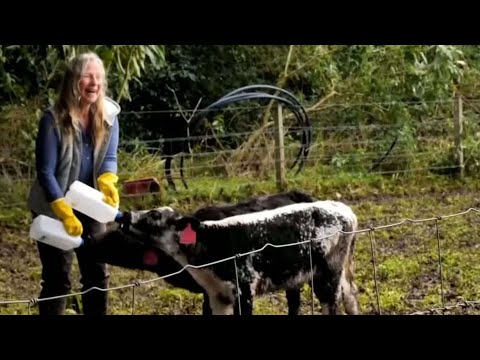 ‘Ray of hope’: Newborn calf found safe amid devastating floods
