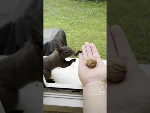 How to train your Squirrel