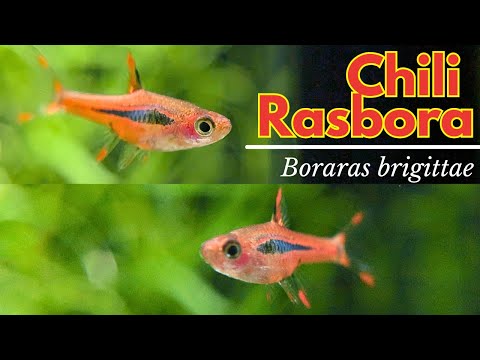 Chili Rasbora (Boraras brigittae) — care guide