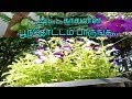 பூந்தோட்டம் Attractive Garden Garden Plants Ideas Garden How To Make A Garden 