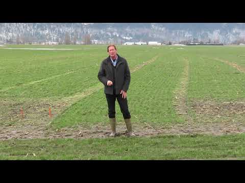 Grass and Cover Crop Fields After the Cold Snap