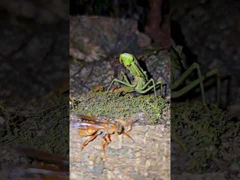 Japanese Cobra Mantis Attacks Hornets #insects #prayingmantis #hornet