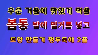 [텃밭농부 1,677]  추운 겨울철에 먹는 맛있는 봄동밭에 밑거름 넣고 토양만들기 #봄동재배