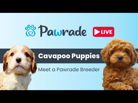 Pawrade Live